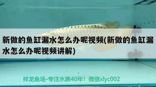 新做的鱼缸漏水怎么办呢视频(新做的鱼缸漏水怎么办呢视频讲解) 苏虎