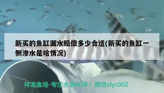 新买的鱼缸漏水赔偿多少合适(新买的鱼缸一侧渗水是啥情况) 水族灯（鱼缸灯）