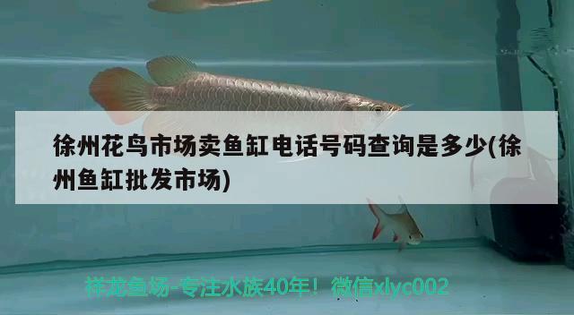 徐州花鸟市场卖鱼缸电话号码查询是多少(徐州鱼缸批发市场) 伊巴卡鱼