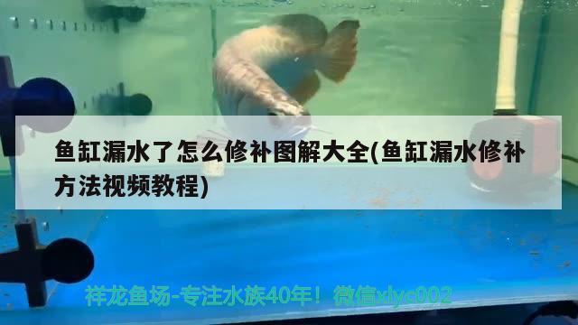 鱼缸漏水了怎么修补图解大全(鱼缸漏水修补方法视频教程)