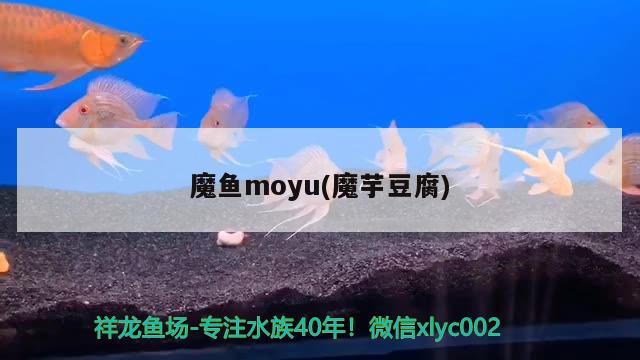 魔鱼moyu(魔芋豆腐)