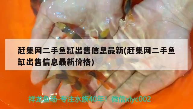 赶集网二手鱼缸出售信息最新(赶集网二手鱼缸出售信息最新价格) 南美异型鱼