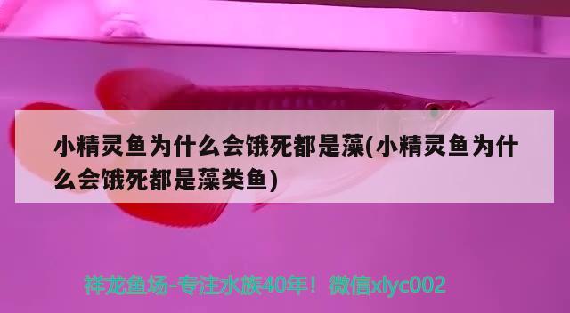 小精灵鱼为什么会饿死都是藻(小精灵鱼为什么会饿死都是藻类鱼) 观赏鱼