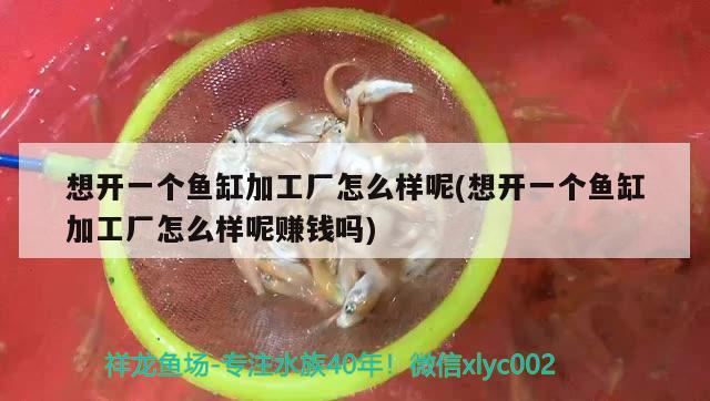 想开一个鱼缸加工厂怎么样呢(想开一个鱼缸加工厂怎么样呢赚钱吗) 蓝帆三间鱼