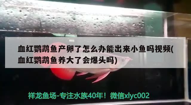 血红鹦鹉鱼产卵了怎么办能出来小鱼吗视频(血红鹦鹉鱼养大了会爆头吗)