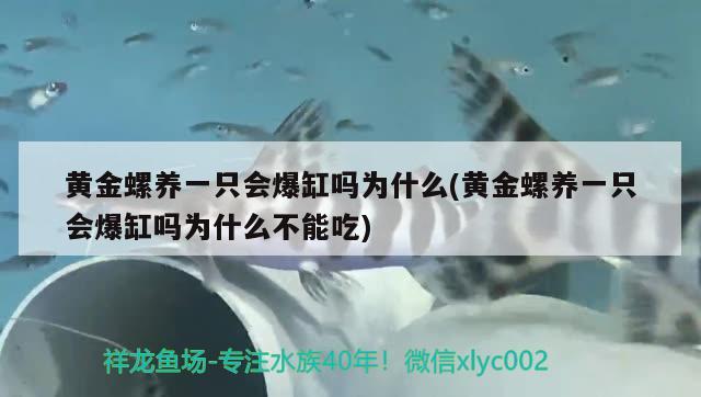 黄金螺养一只会爆缸吗为什么(黄金螺养一只会爆缸吗为什么不能吃)