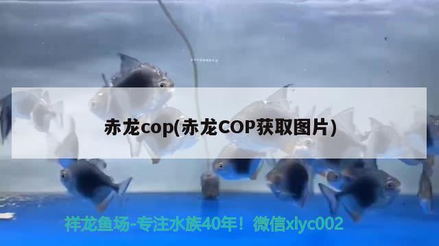 赤龙cop(赤龙COP获取图片) 观赏鱼