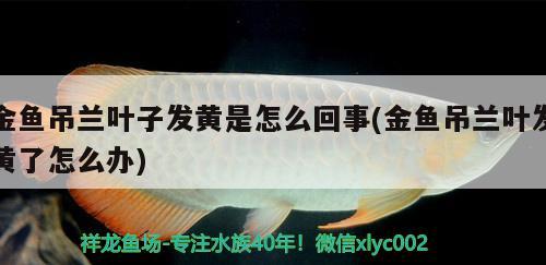 金鱼吊兰叶子发黄是怎么回事(金鱼吊兰叶发黄了怎么办) 观赏鱼