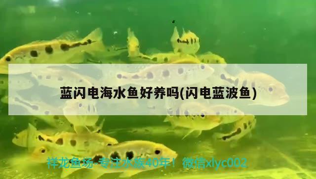 蓝闪电海水鱼好养吗(闪电蓝波鱼) 海水鱼