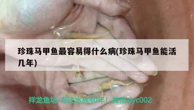 珍珠马甲鱼最容易得什么病(珍珠马甲鱼能活几年) 观赏鱼