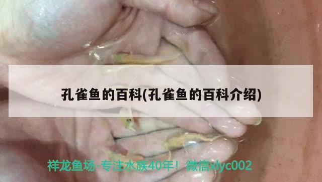 孔雀鱼的百科(孔雀鱼的百科介绍) 观赏鱼