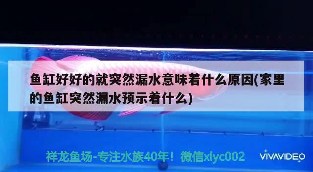 鱼缸好好的就突然漏水意味着什么原因(家里的鱼缸突然漏水预示着什么) 赤荔凤冠鱼