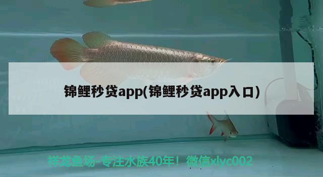 锦鲤秒贷app(锦鲤秒贷app入口)