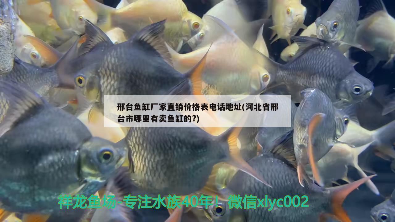 邢台鱼缸厂家直销价格表电话地址(河北省邢台市哪里有卖鱼缸的?) 金三间鱼