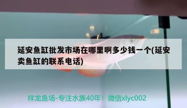 延安鱼缸批发市场在哪里啊多少钱一个(延安卖鱼缸的联系电话) 银河星钻鱼