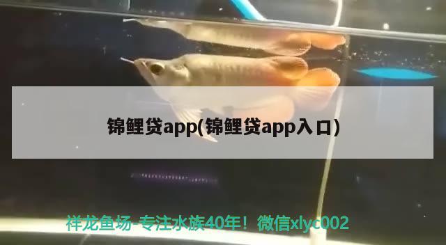 锦鲤贷app(锦鲤贷app入口) 观赏鱼