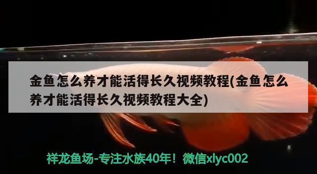 金鱼怎么养才能活得长久视频教程(金鱼怎么养才能活得长久视频教程大全) 观赏鱼