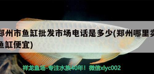 郑州市鱼缸批发市场电话是多少(郑州哪里卖鱼缸便宜) 暹罗巨鲤