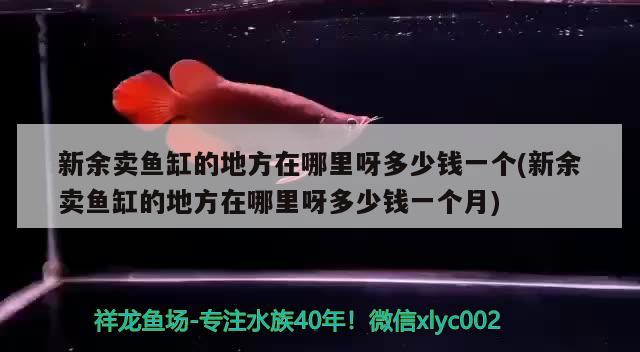 新余卖鱼缸的地方在哪里呀多少钱一个(新余卖鱼缸的地方在哪里呀多少钱一个月) 黑影道人鱼