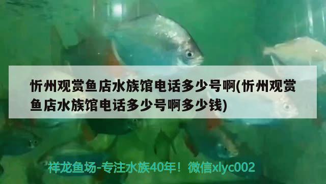 忻州观赏鱼店水族馆电话多少号啊(忻州观赏鱼店水族馆电话多少号啊多少钱)