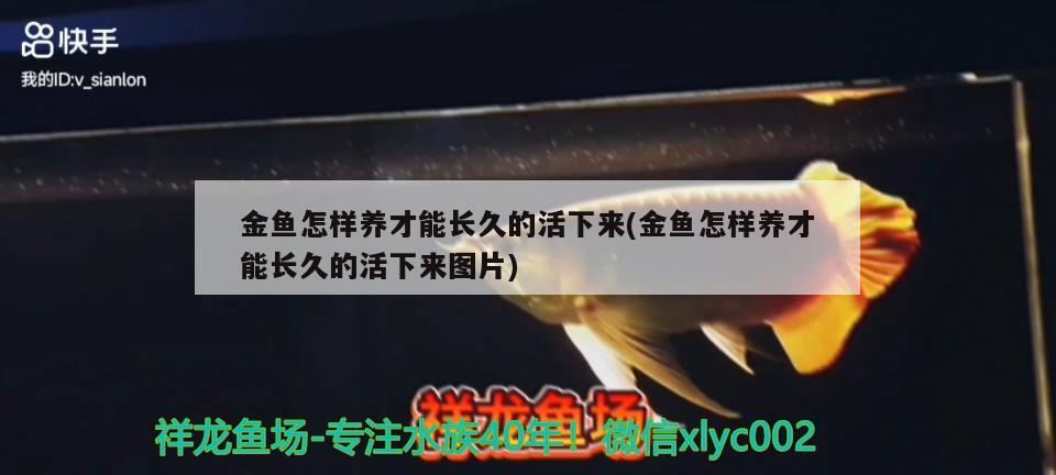 金鱼怎样养才能长久的活下来(金鱼怎样养才能长久的活下来图片) 观赏鱼