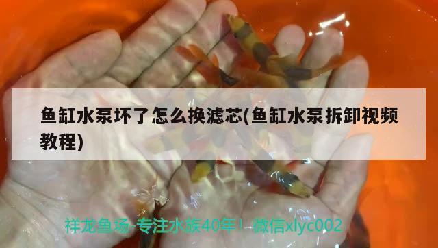 鱼缸水泵坏了怎么换滤芯(鱼缸水泵拆卸视频教程)