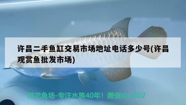 许昌二手鱼缸交易市场地址电话多少号(许昌观赏鱼批发市场) 观赏鱼批发