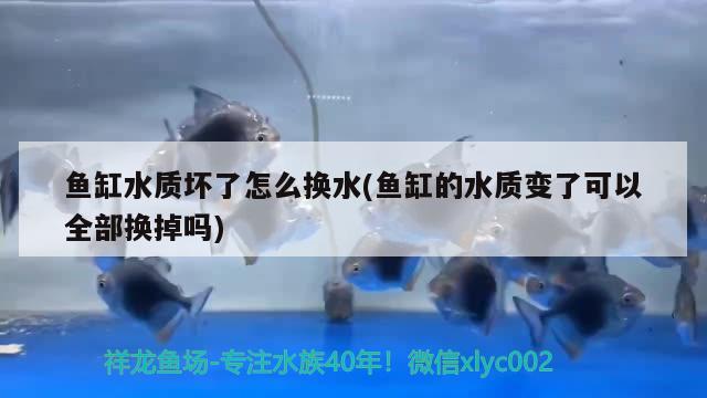 鱼缸水质坏了怎么换水(鱼缸的水质变了可以全部换掉吗) 鹦鹉鱼 第2张