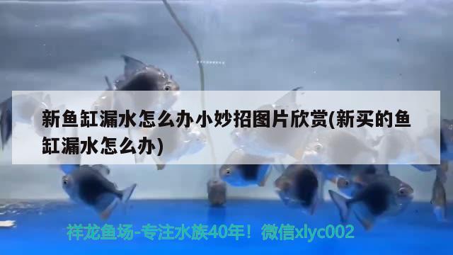 新鱼缸漏水怎么办小妙招图片欣赏(新买的鱼缸漏水怎么办) 新加坡号半红龙鱼（练手级红龙鱼）