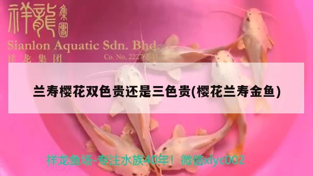 兰寿樱花双色贵还是三色贵(樱花兰寿金鱼)