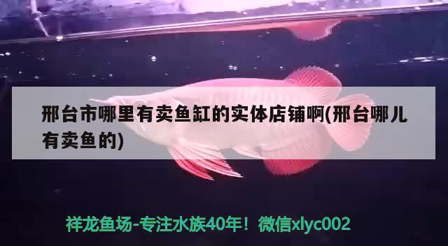 邢台市哪里有卖鱼缸的实体店铺啊(邢台哪儿有卖鱼的) 大白鲨鱼苗