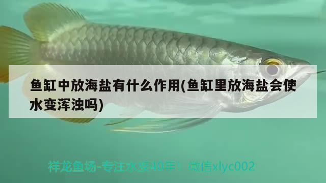 鱼缸中放海盐有什么作用(鱼缸里放海盐会使水变浑浊吗)