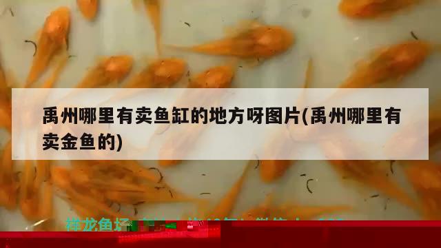 鱼缸海盐放多少合适(鱼缸海盐的用法) 养鱼知识