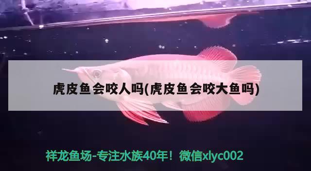 虎皮鱼会咬人吗(虎皮鱼会咬大鱼吗)