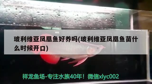 玻利维亚凤凰鱼好养吗(玻利维亚凤凰鱼苗什么时候开口)