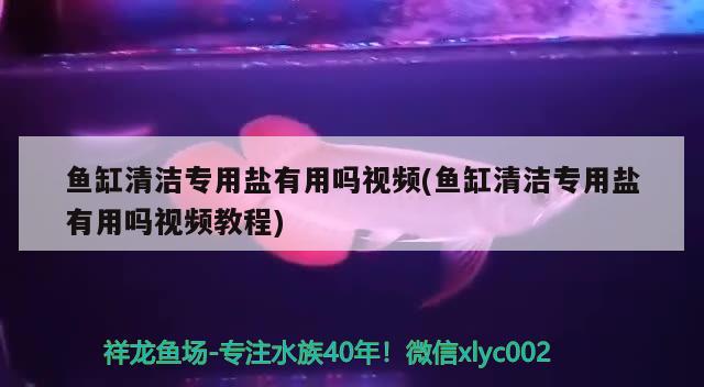 鱼缸清洁专用盐有用吗视频(鱼缸清洁专用盐有用吗视频教程) 黄吉金龙（白子金龙鱼）