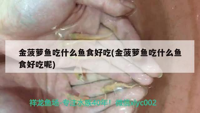 金菠萝鱼吃什么鱼食好吃(金菠萝鱼吃什么鱼食好吃呢) 观赏鱼 第1张