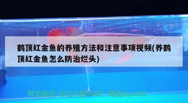 鹤顶红金鱼的养殖方法和注意事项视频(养鹤顶红金鱼怎么防治烂头)