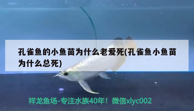 孔雀鱼的小鱼苗为什么老爱死(孔雀鱼小鱼苗为什么总死) 观赏鱼 第2张