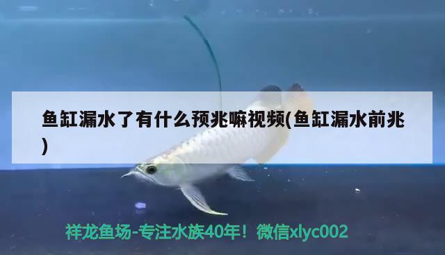 鱼缸漏水了有什么预兆嘛视频(鱼缸漏水前兆) 水族世界