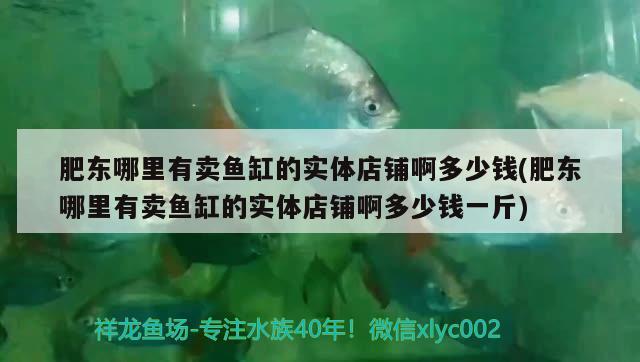 肥东哪里有卖鱼缸的实体店铺啊多少钱(肥东哪里有卖鱼缸的实体店铺啊多少钱一斤) 印尼小红龙