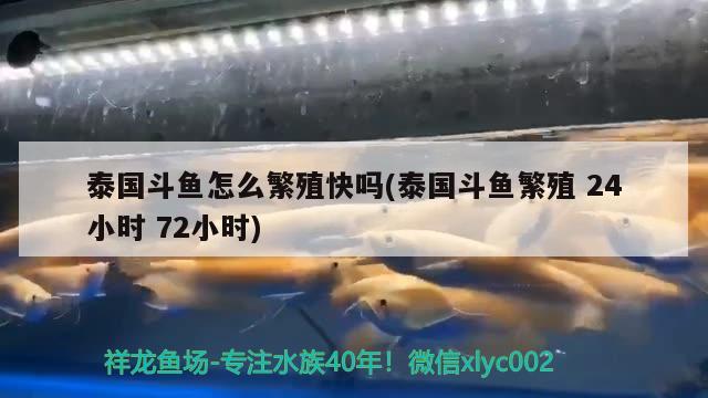 泰国斗鱼怎么繁殖快吗(泰国斗鱼繁殖24小时72小时) 泰国斗鱼