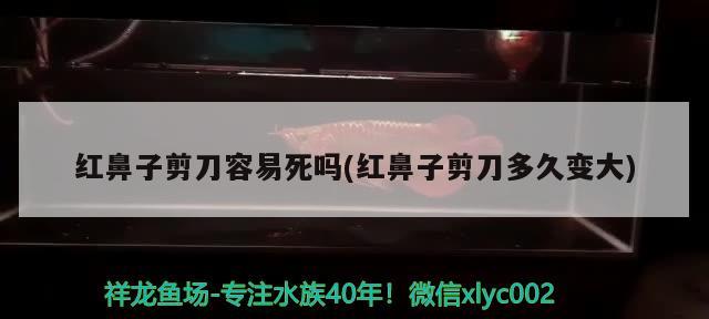 红鼻子剪刀容易死吗(红鼻子剪刀多久变大) 观赏鱼 第2张