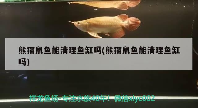 熊猫鼠鱼能清理鱼缸吗(熊猫鼠鱼能清理鱼缸吗)