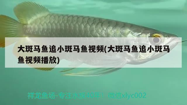 大斑马鱼追小斑马鱼视频(大斑马鱼追小斑马鱼视频播放)