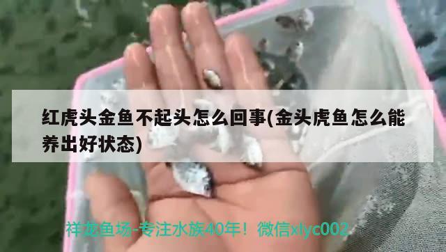 红虎头金鱼不起头怎么回事(金头虎鱼怎么能养出好状态)