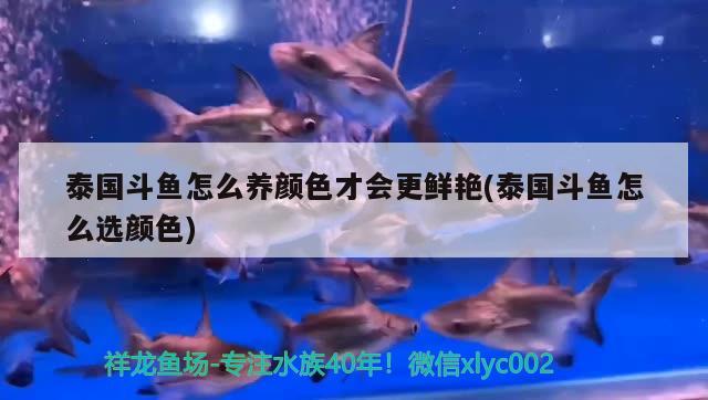 泰国斗鱼怎么养颜色才会更鲜艳(泰国斗鱼怎么选颜色) 泰国斗鱼