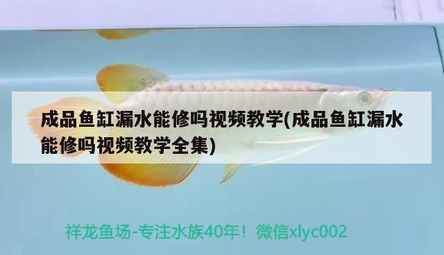 成品鱼缸漏水能修吗视频教学(成品鱼缸漏水能修吗视频教学全集) 白子金龙鱼