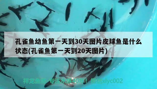 孔雀鱼幼鱼第一天到30天图片皮球鱼是什么状态(孔雀鱼第一天到20天图片)