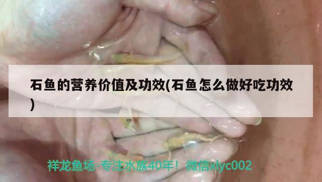 石鱼的营养价值及功效(石鱼怎么做好吃功效) 观赏鱼